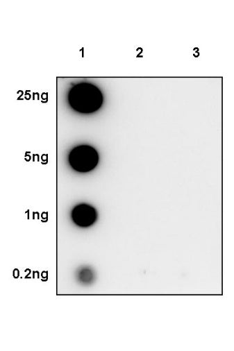 Phospho-RAB10 (Thr73) Recombinant Rabbit mAb (S-1687-8)