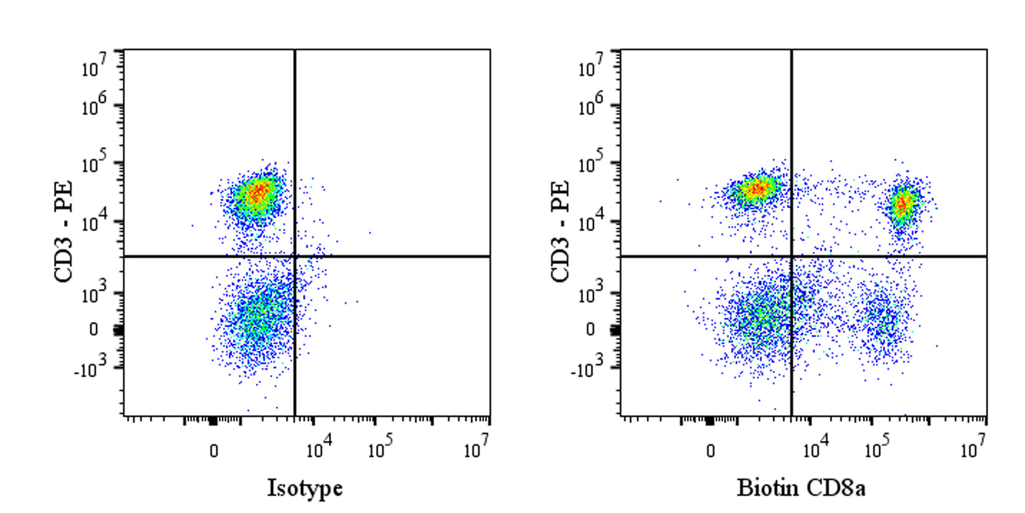Biotin Mouse Anti-Rat CD8a Antibody (OX-8)