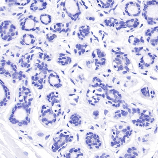 Glutamine Synthetase (GS) Recombinant Rabbit mAb (SDT-549-25)