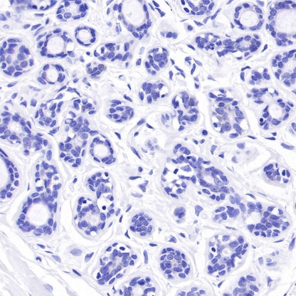Glutamine Synthetase (GS) Recombinant Rabbit mAb (SDT-549-25)
