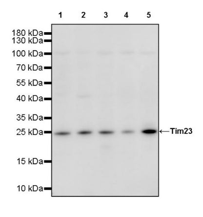 Tim23 Recombinant Rabbit mAb (S-2241-105)