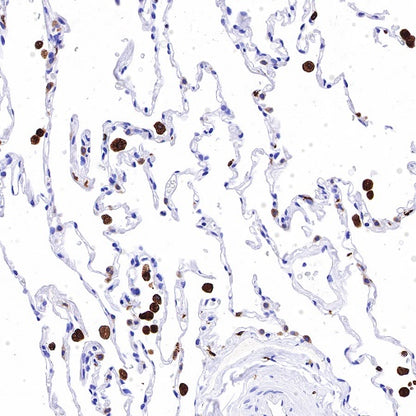 Heme Oxygenase 1 Recombinant Rabbit mAb (S-R334)