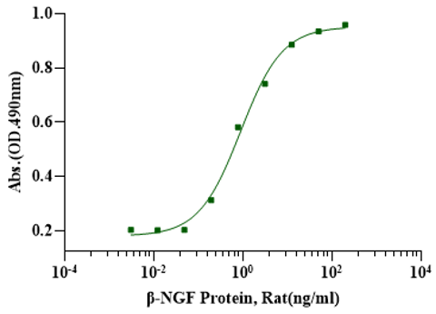 β-NGF Protein, Rat