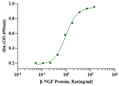 β-NGF Protein, Rat