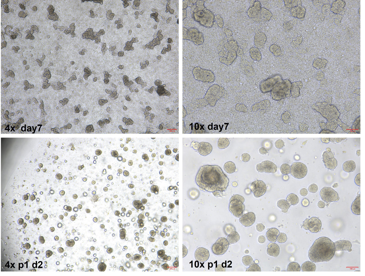 FGF-4 Protein, Human
