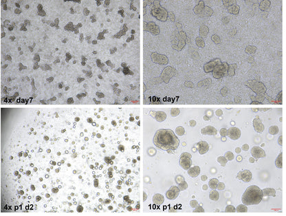 FGF-4 Protein, Human