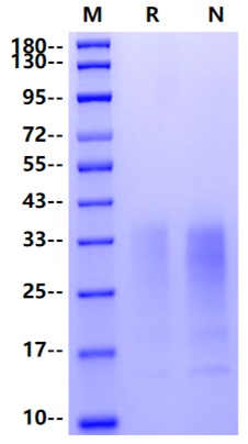 IL-13 Protein, Cynomolgus