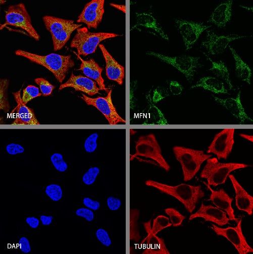 MFN1 Recombinant Rabbit mAb (S-2230-2)