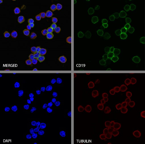 CD19 Recombinant Rabbit mAb (S-3357)