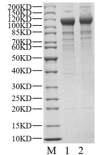 USP28 Protein