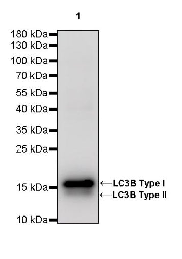 LC3B Recombinant Rabbit mAb (S-477-89)