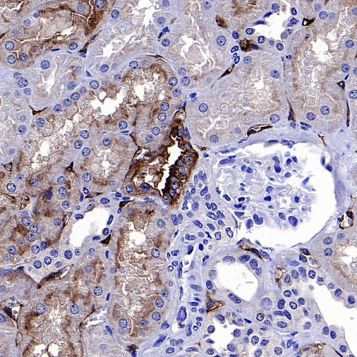 CA4 Recombinant Rabbit mAb (S-2339-24)