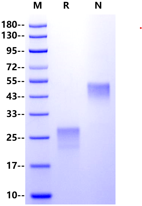 PlGF-1/PLGF/PGF Protein, Human