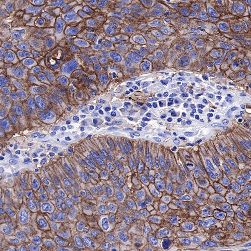 S-RMab® PD-L1 Recombinant Rabbit mAb (SDT-119-286)