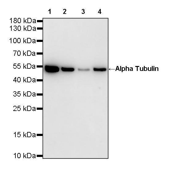 Alpha Tubulin Recombinant Mouse mAb (S-5704)