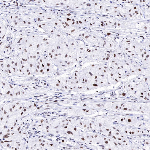 Nog1 Recombinant Rabbit mAb (S-R330)