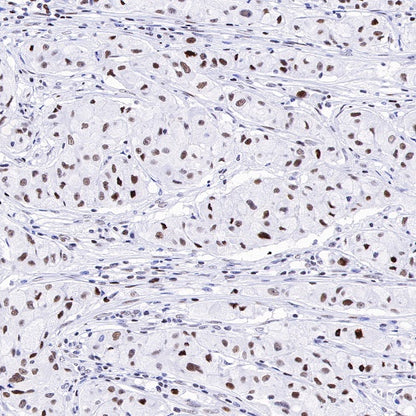 Nog1 Recombinant Rabbit mAb (S-R330)