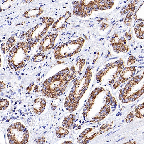Thioredoxin/TRX Recombinant Rabbit mAb (S-1862-26)