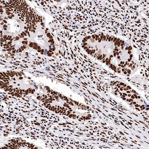 SP1 Recombinant Rabbit mAb (S-3073-71)