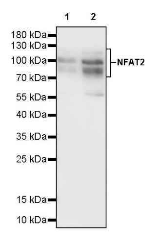 NFAT2 Recombinant Mouse mAb (S-4705)