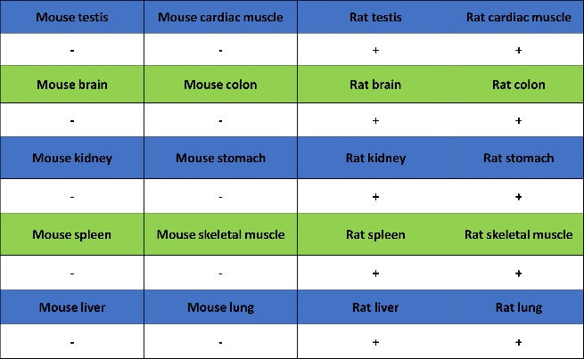 Cleaved Caspase-3 (Asp175) Recombinant Rabbit mAb (S-1406-409)