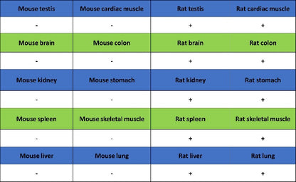 Cleaved Caspase-3 (Asp175) Recombinant Rabbit mAb (S-1406-409)