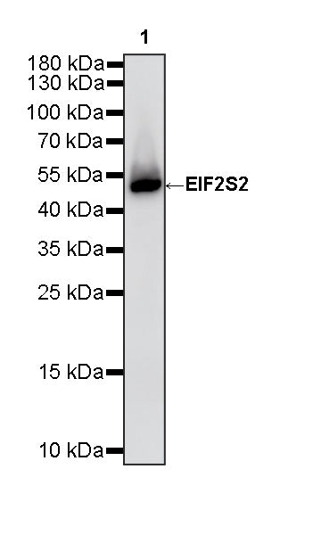 EIF2S2 Rabbit Polyclonal Antibody