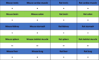 SERCA2 ATPase Recombinant Rabbit mAb (S-5956)