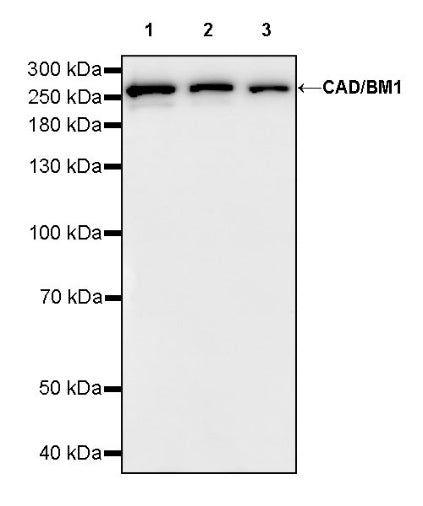 CAD/BM1 Recombinant Rabbit mAb (S-1650-72)