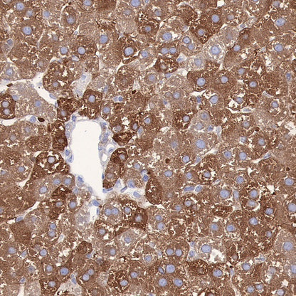 FASN Recombinant Rabbit mAb (S-682-32)