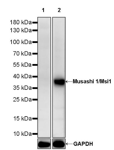 Musashi 1/Msi1 Recombinant Rabbit mAb (S-1477-58)