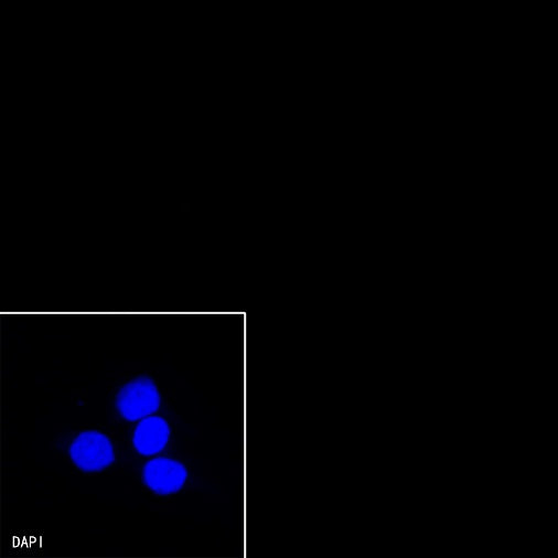 S-RMab®Rabbit mAb IgG Isotype Control (S-R058)