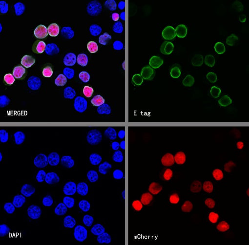 E tag Recombinant Rabbit mAb (Alexa Fluor® 488 Conjugate) (S-911-14)