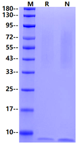 MUC-1 (890-1158) His Tag Protein, Human