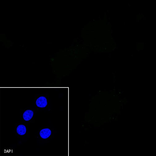 S-RMab®Rabbit mAb IgG Isotype Control (S-R058)