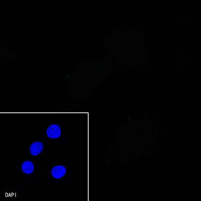 S-RMab®Rabbit mAb IgG Isotype Control (S-R058)