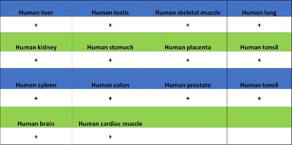 HSF1 Recombinant Rabbit mAb (S-3139-44)
