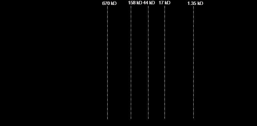 DDR2 Protein