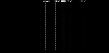 DDR2 Protein