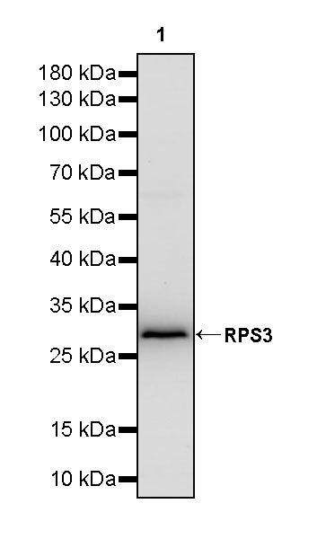 RPS3 Recombinant Rabbit mAb (S-4121-27)