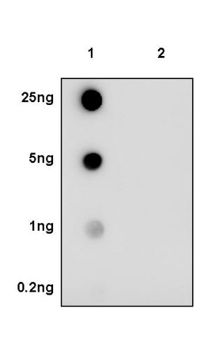 Histone H3 (acetyl K14) Recombinant Rabbit mAb (S-1664-7)