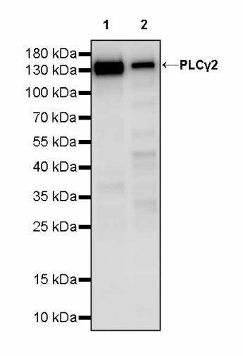 PLCγ2 Recombinant Rabbit mAb (S-2749-14)