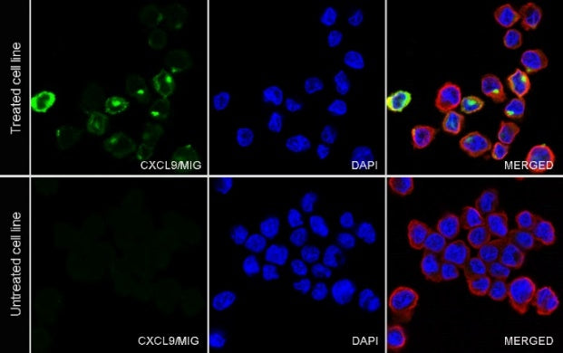 CXCL9/MIG Recombinant Rabbit mAb (S-1314-35)