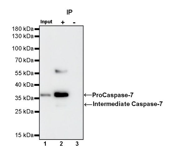 Caspase-7 Recombinant Rabbit mAb (S-782-50)