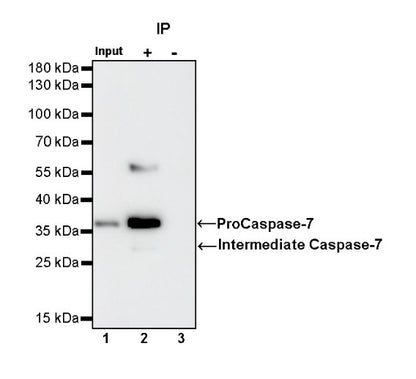 Caspase-7 Recombinant Rabbit mAb (S-782-50)