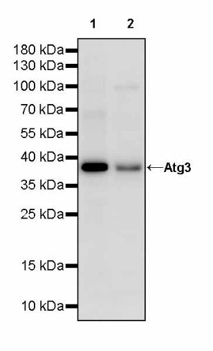 Atg3 Recombinant Rabbit mAb (S-2168-20)