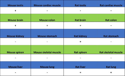 iNOS Recombinant Rabbit mAb (S-2493-61)