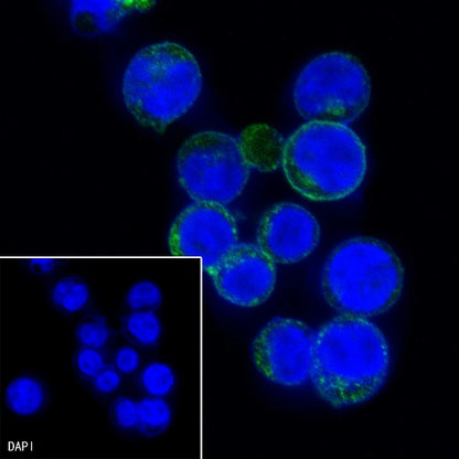 CD7 Mouse mAb (S-575-58)