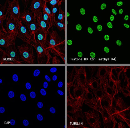 Histone H3 (tri methyl K4) Recombinant Rabbit mAb (S-4099)