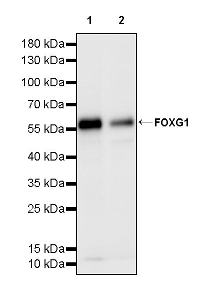 FOXG1 Recombinant Rabbit mAb (S-5244)